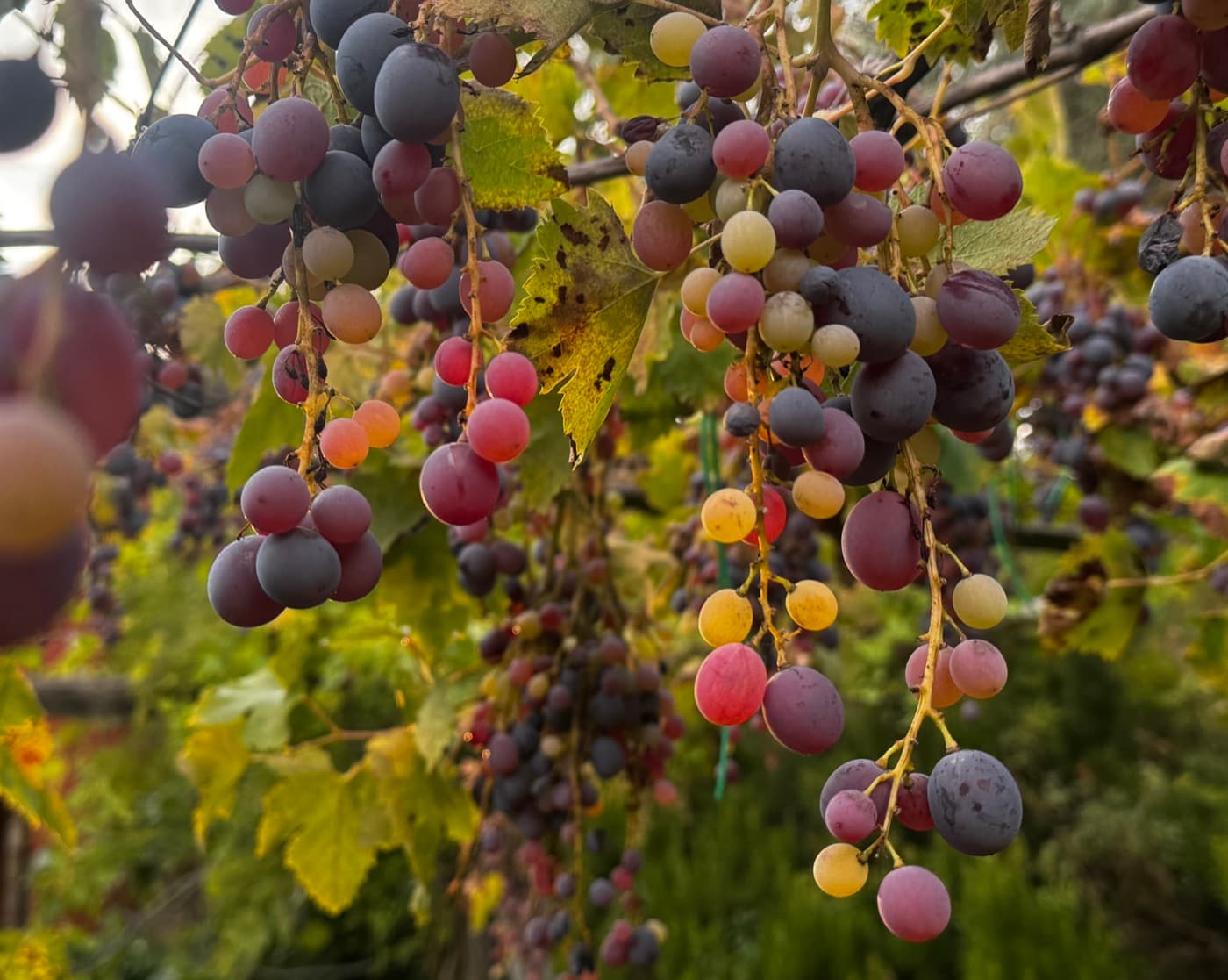 L’uva della pergola, matura sui tralci